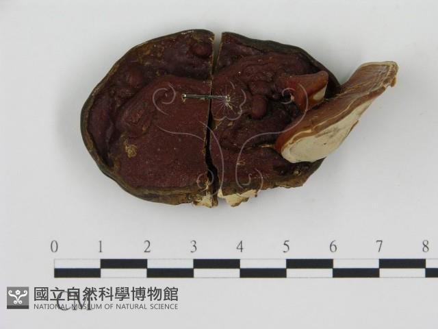 登錄號:F0016294藏品圖，第1張