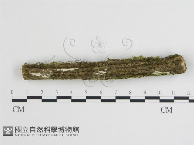 登錄號:F0004294藏品圖，第1張