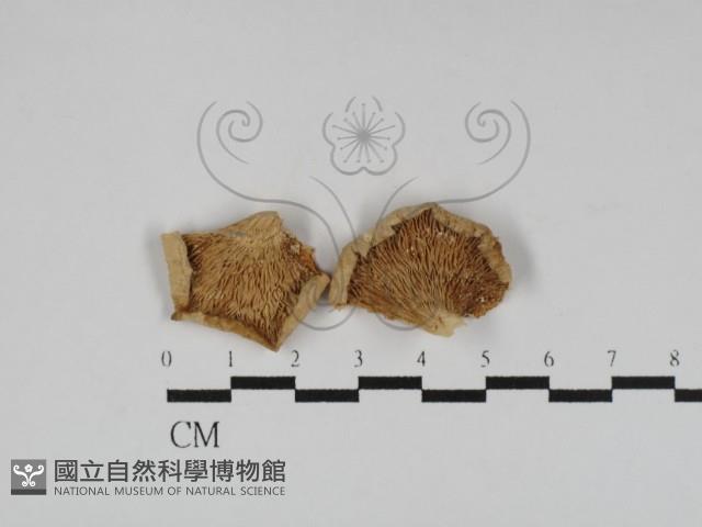 登錄號:F0014294藏品圖，第1張