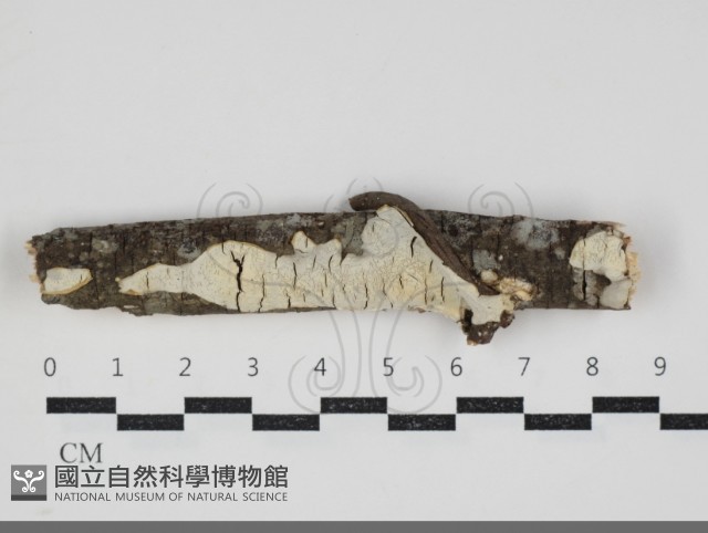 燈籠囊擬射脈菌藏品圖，第1張