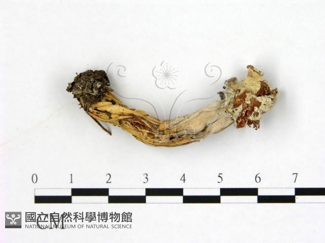 登錄號:F0022294藏品圖，第1張