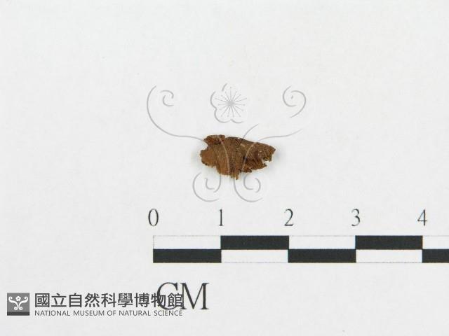 登錄號:F0012294藏品圖，第1張