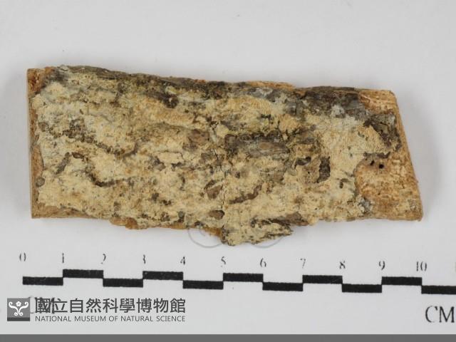 登錄號:F0032294藏品圖，第1張