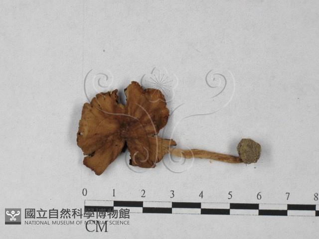 登錄號:F0027294藏品圖，第1張