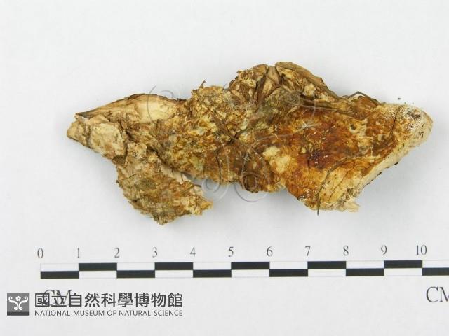 登錄號:F0007294藏品圖，第1張