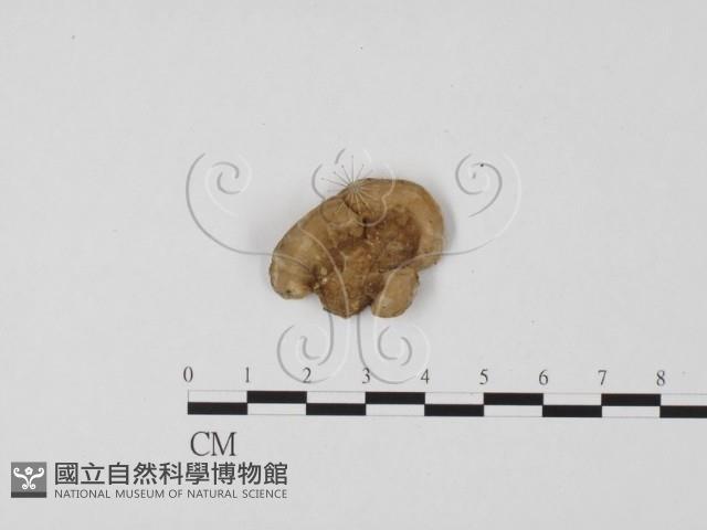 登錄號:F0017294藏品圖，第1張