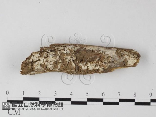 登錄號:F0025294藏品圖，第1張