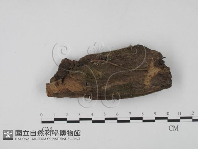 登錄號:F0005294藏品圖，第1張