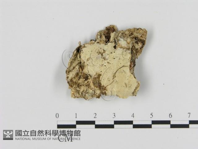 登錄號:F0015294藏品圖，第1張