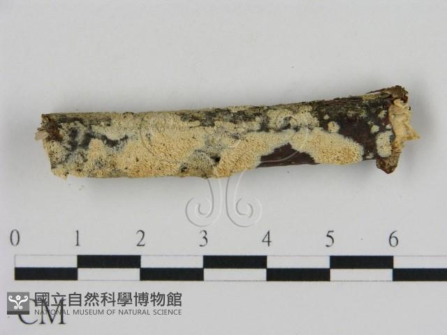 登錄號:F0009294藏品圖，第1張