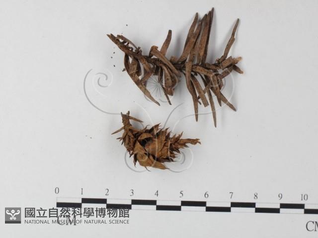 登錄號:F0023294藏品圖，第1張