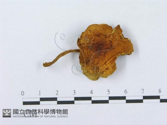 登錄號:F0003294藏品圖，第1張