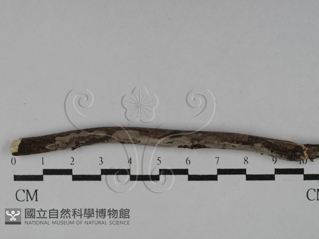 筍殼菌屬藏品圖，第1張