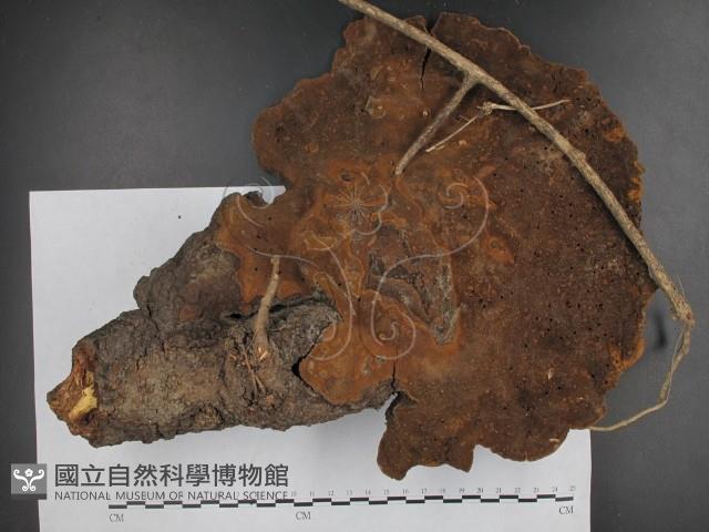 木層孔菌屬藏品圖，第1張