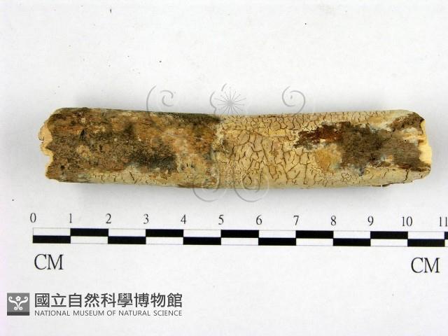 顯絲菌屬藏品圖，第1張