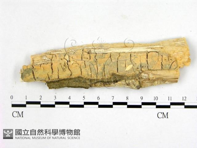 登錄號:F0000894藏品圖，第1張