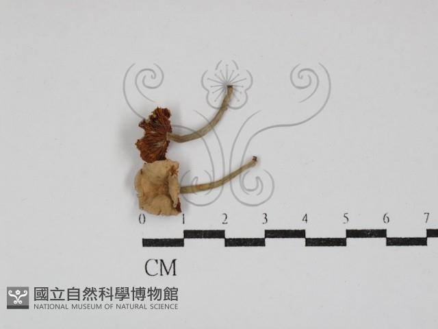 登錄號:F0030894藏品圖，第1張