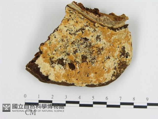 登錄號:F0006894藏品圖，第1張