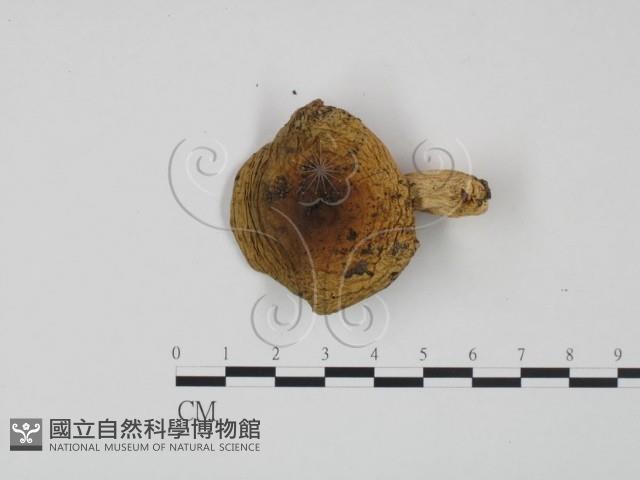 紅菇屬藏品圖，第1張