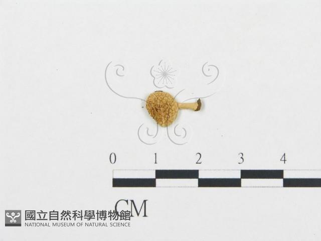 杯傘屬藏品圖，第1張