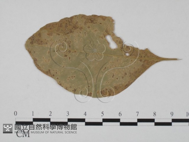 登錄號:F0011894藏品圖，第1張