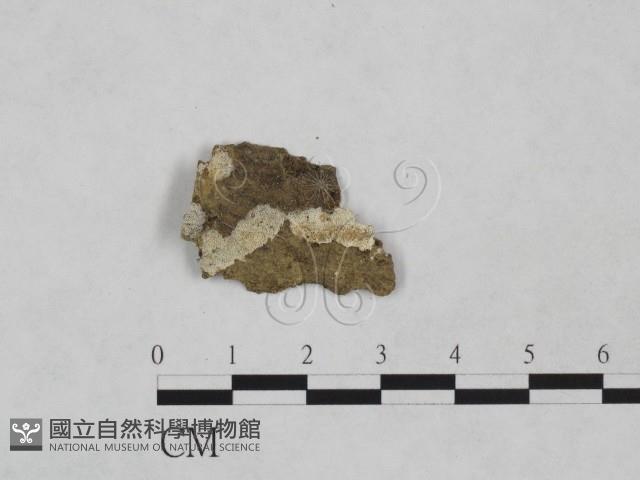 登錄號:F0024894藏品圖，第1張