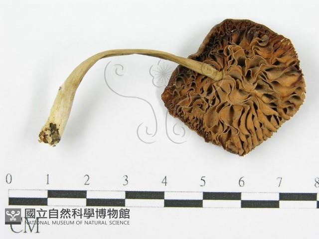 登錄號:F0004894藏品圖，第1張