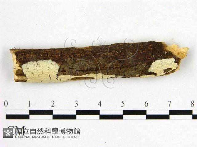 顯絲菌屬藏品圖，第1張