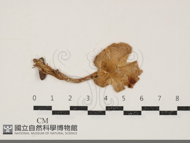 濕傘屬藏品圖，第1張