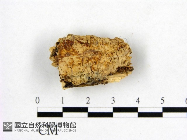 登錄號:F0002894藏品圖，第1張