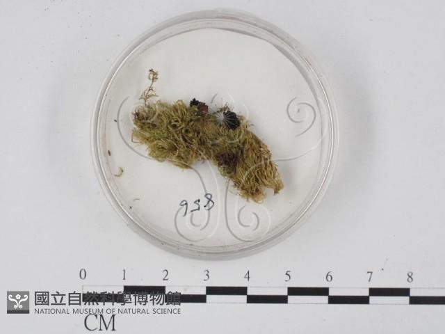 登錄號:F0012894藏品圖，第1張
