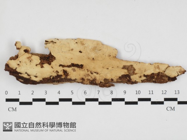 登錄號:F0032894藏品圖，第1張