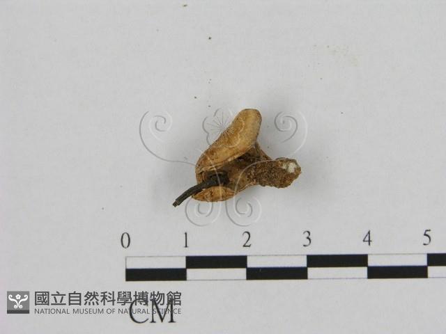 銳孔菌屬藏品圖，第1張