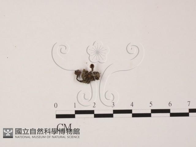 登錄號:F0017894藏品圖，第1張