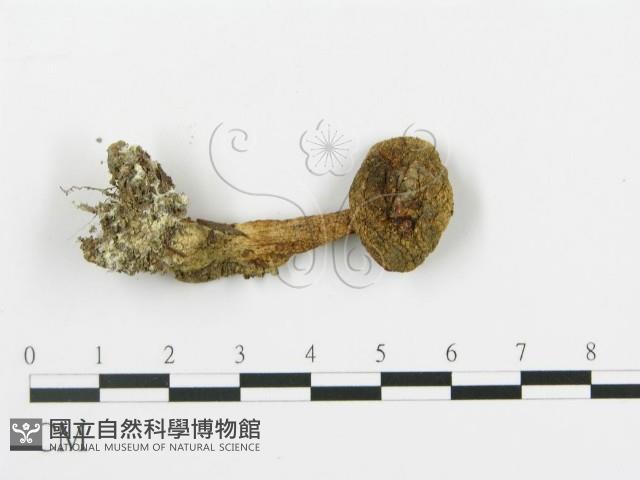 登錄號:F0015894藏品圖，第1張