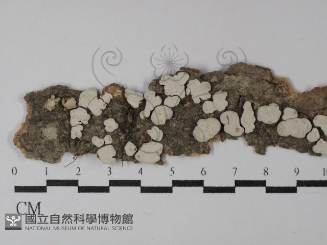 樹狀皮革菌屬藏品圖，第1張