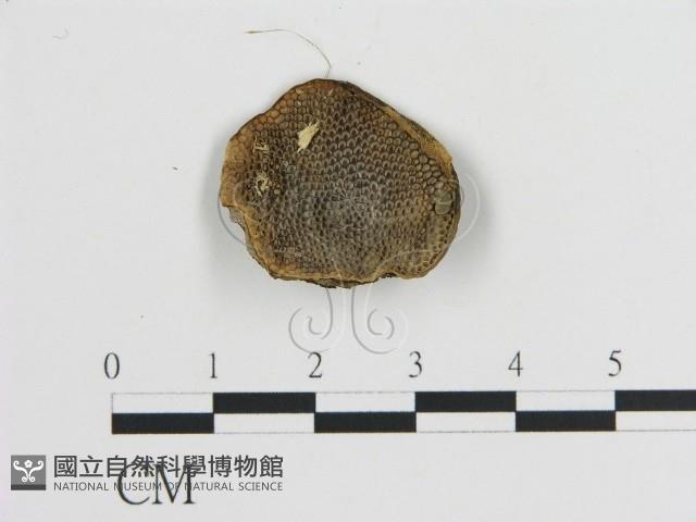 登錄號:F0009894藏品圖，第1張