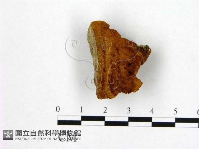 登錄號:F0019894藏品圖，第1張