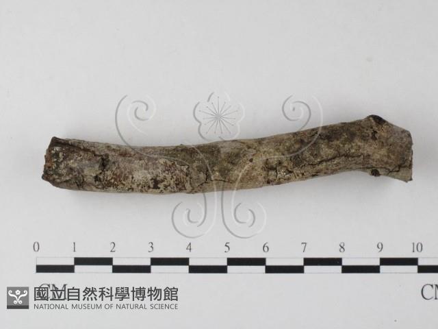 登錄號:F0023894藏品圖，第1張