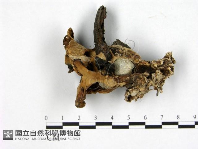 登錄號:F0003894藏品圖，第1張