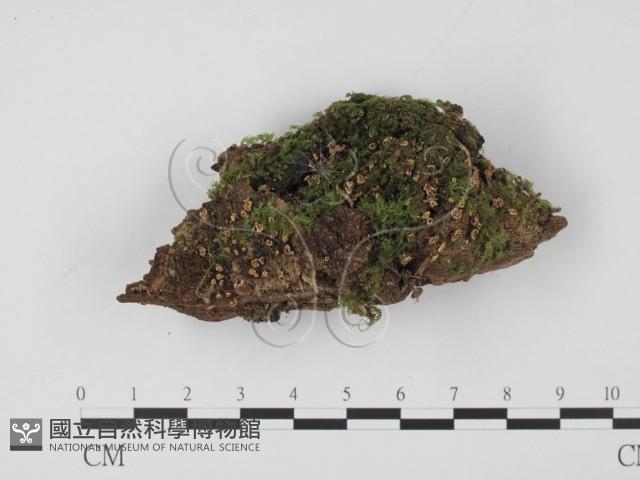 登錄號:F0013894藏品圖，第1張