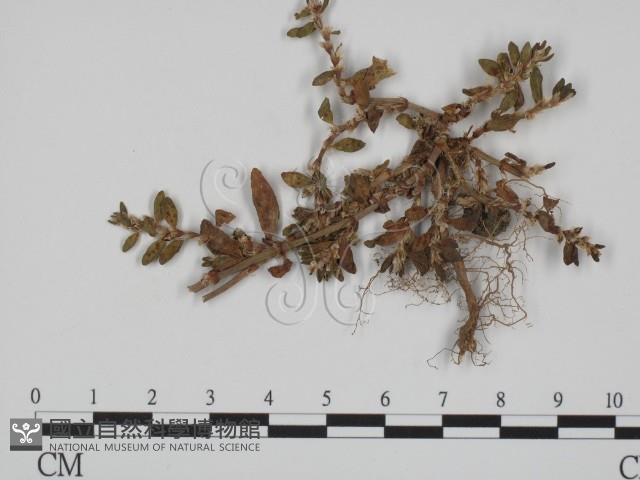登錄號:F0018994藏品圖，第1張