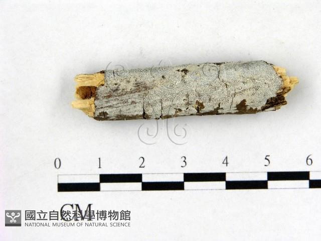 登錄號:F0020994藏品圖，第1張