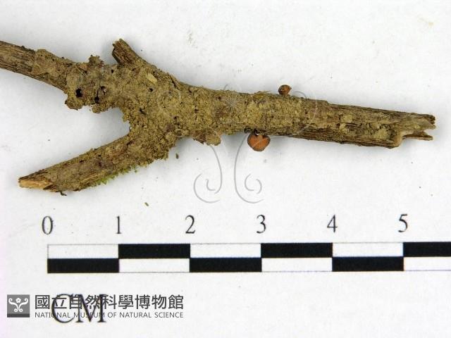 登錄號:F0000994藏品圖，第1張