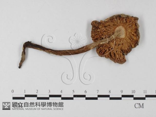 鵝膏屬藏品圖，第1張
