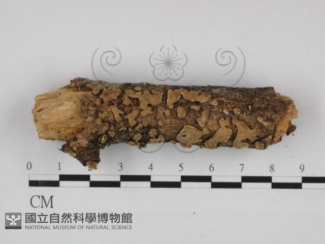 登錄號:F0030994藏品圖，第1張
