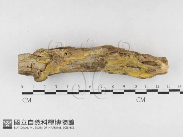 射脈菌屬藏品圖，第1張