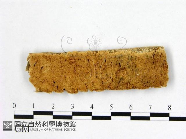 登錄號:F0006994藏品圖，第1張