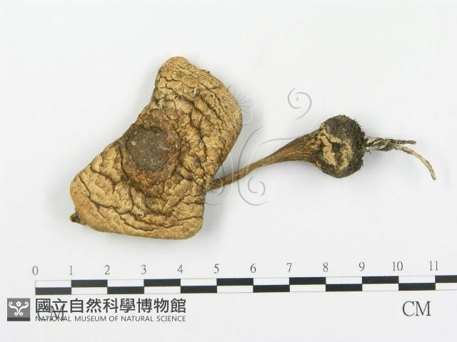 登錄號:F0016994藏品圖，第1張