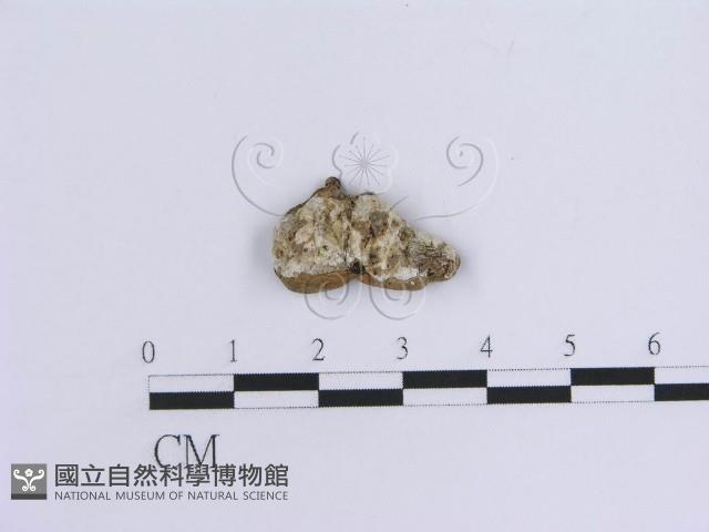 蠔韌革菌藏品圖，第1張